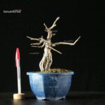 Pourthiaea Villosa - immagine 3