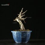 Pourthiaea Villosa - immagine 4