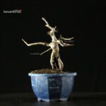 Pourthiaea Villosa - immagine 5