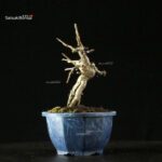 Pourthiaea Villosa - immagine 6