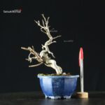 Pourthiaea Villosa - immagine 3