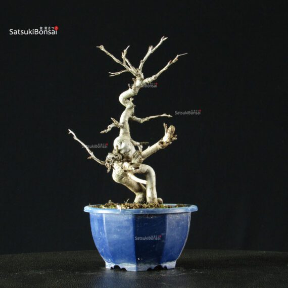 Pourthiaea Villosa - immagine 5