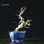 Pourthiaea Villosa - immagine 6