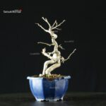 Pourthiaea Villosa - immagine 4