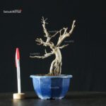 Pourthiaea Villosa - immagine 3