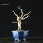 Pourthiaea Villosa - immagine 4