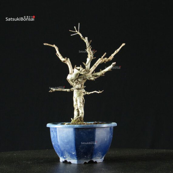 Pourthiaea Villosa - immagine 4