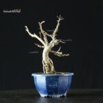 Pourthiaea Villosa - immagine 5