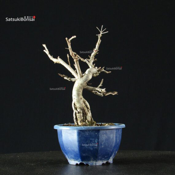 Pourthiaea Villosa - immagine 5