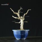 Pourthiaea Villosa - immagine 6