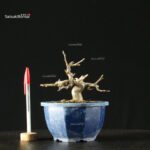 Pourthiaea Villosa - immagine 3