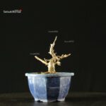 Pourthiaea Villosa - immagine 4