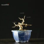 Pourthiaea Villosa - immagine 5