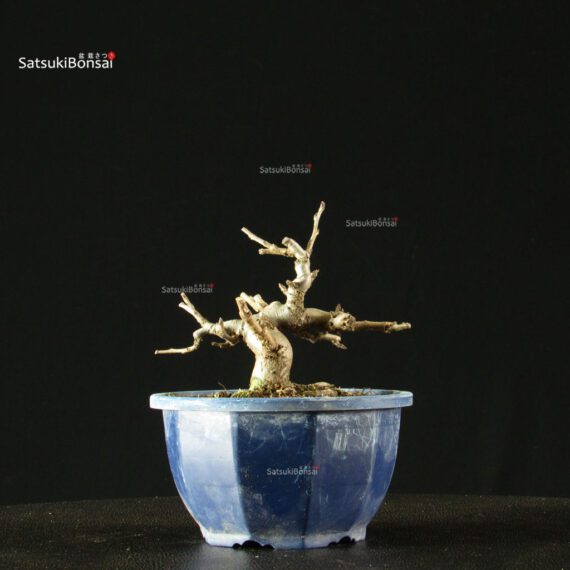 Pourthiaea Villosa - immagine 5