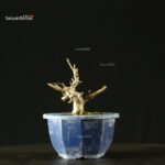 Pourthiaea Villosa - immagine 6