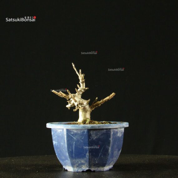 Pourthiaea Villosa - immagine 6