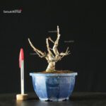 Pourthiaea Villosa - immagine 3