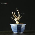 Pourthiaea Villosa - immagine 4