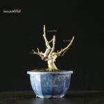 Pourthiaea Villosa - immagine 5