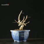 Pourthiaea Villosa - immagine 6