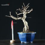 Pourthiaea Villosa - immagine 3