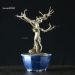 Pourthiaea Villosa - immagine 5