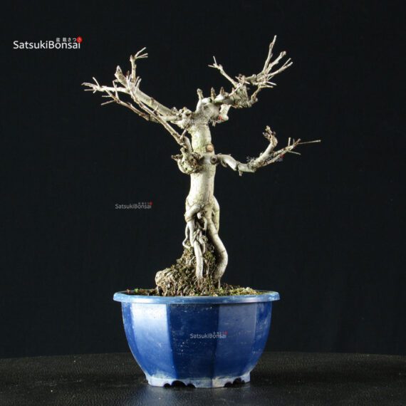 Pourthiaea Villosa - immagine 5