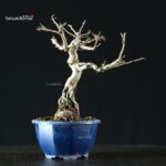 Pourthiaea Villosa - immagine 6