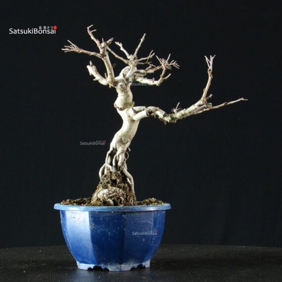 Pourthiaea Villosa - immagine 6