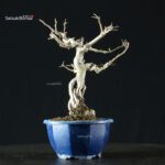 Pourthiaea Villosa - immagine 4