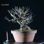 Ilex serrata femmina - immagine 6