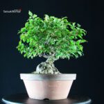 Ilex serrata femmina - immagine 5