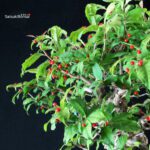 Ilex serrata femmina - immagine 2