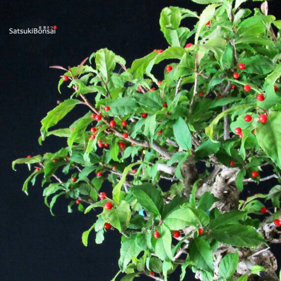 Ilex serrata femmina - immagine 2