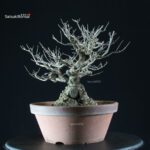 Ilex serrata femmina - immagine 7
