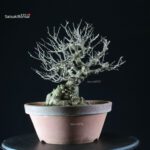 Ilex serrata femmina - immagine 8