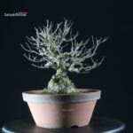 Ilex serrata femmina - immagine 9