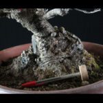 Ilex serrata femmina - immagine 10