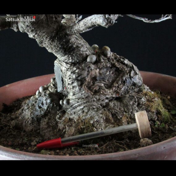 Ilex serrata femmina - immagine 10