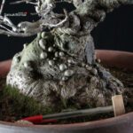 Ilex serrata femmina - immagine 11