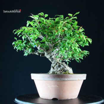 Ilex serrata femmina