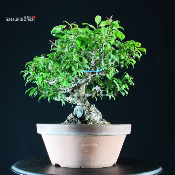 Ilex serrata femmina - immagine 3