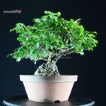 Ilex serrata femmina - immagine 4