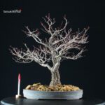 Acero Palmato Arakawa - immagine 5