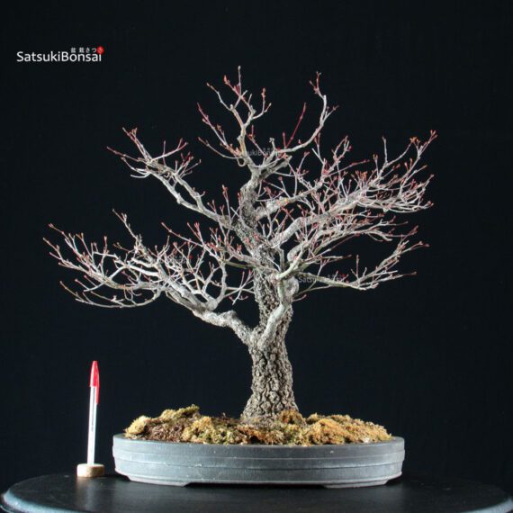 Acero Palmato Arakawa - immagine 5