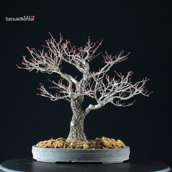 Acero Palmato Arakawa - immagine 7