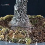 Acero Palmato Arakawa - immagine 10