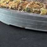 Acero Palmato Arakawa - immagine 15