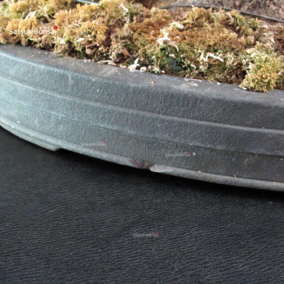 Acero Palmato Arakawa - immagine 15