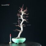 Acero Palmato Yamamomiji - immagine 6